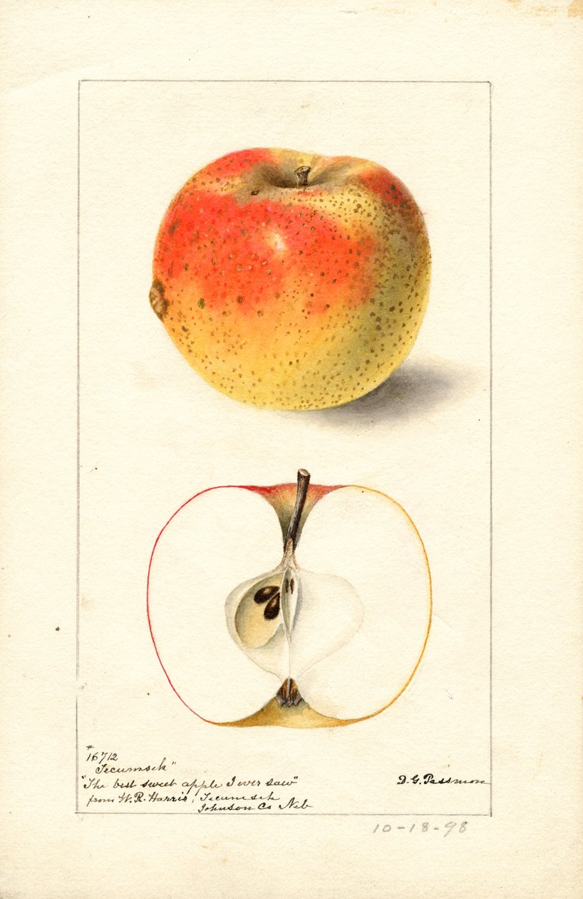 Tecumseh-omenat ( Malus domestica) (akvarelli) tekijältä Deborah Griscom Passmore