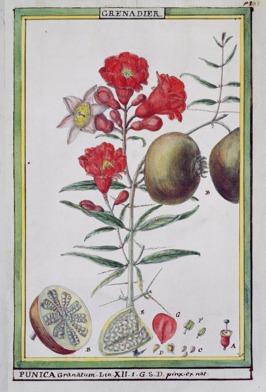 Granaattiomenapuu, Florindie ou Historie physico-economique des vegetaux de la Torride, 1789 tekijältä Delahaye