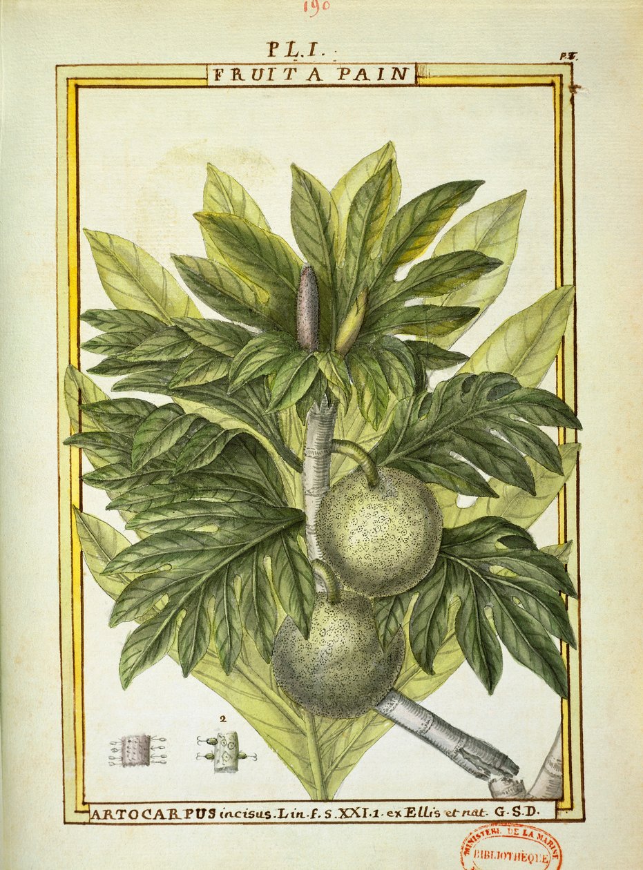 Leipäpuu (Artocarpus altilis), Delahayen akvarelli tekijältä Delahaye Delahaye