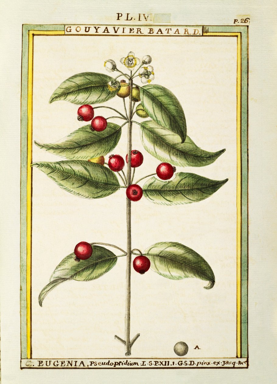 Brush Cherry (Eugenia pseudo-pridium), akvarelli Delahaye tekijältä Delahaye Delahaye