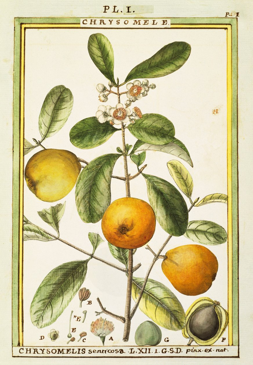 Chrysomele (Chrysomelis senticosa), Delahayen akvarelli tekijältä Delahaye Delahaye