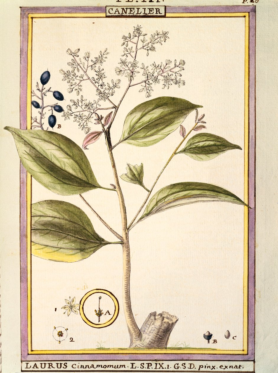 Kaneli (Laurus cinnamomum), akvarelli Delahaye tekijältä Delahaye Delahaye