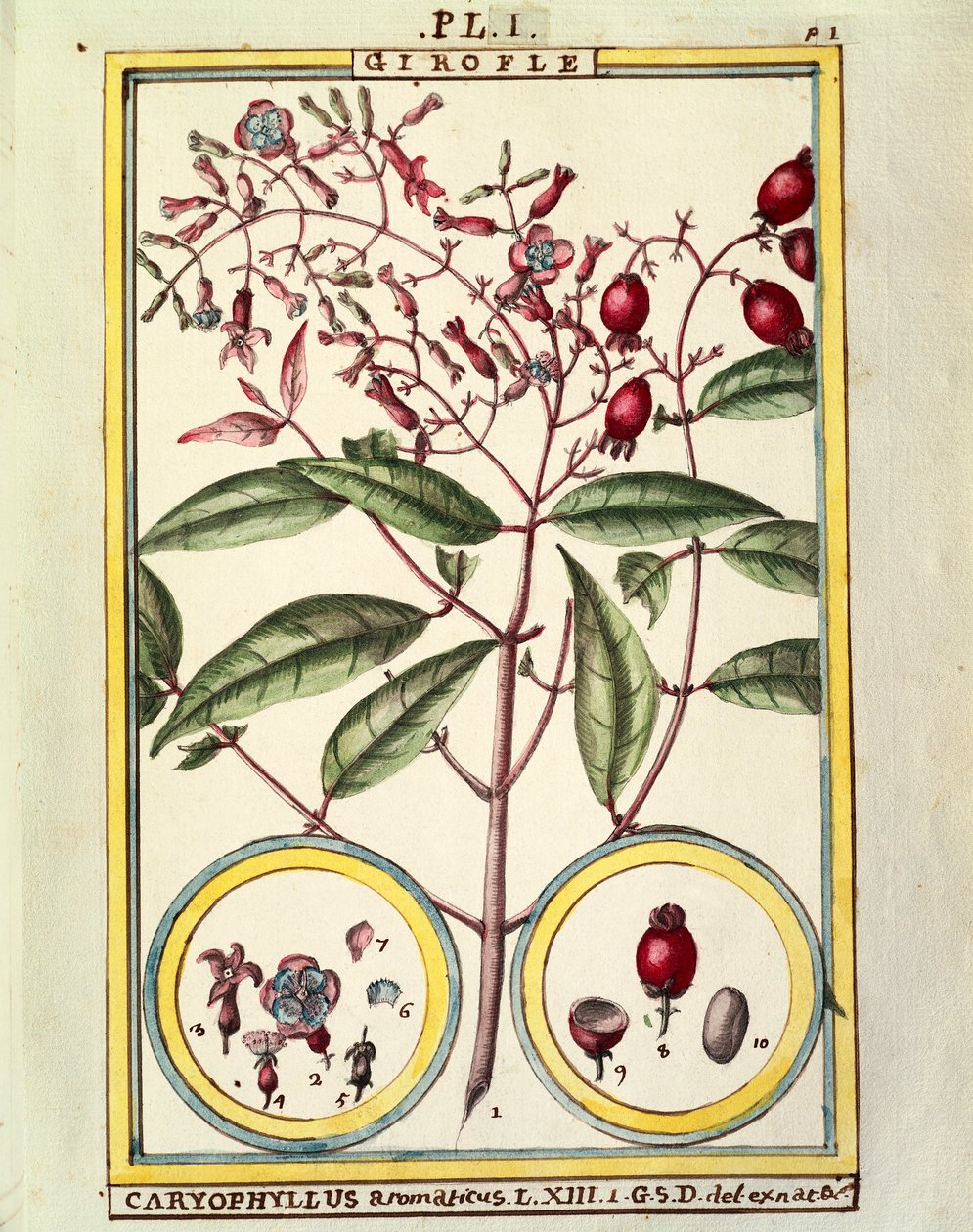 Neilikka (Caryophyllus Aromaticus), Delahayen akvarelli tekijältä Delahaye Delahaye
