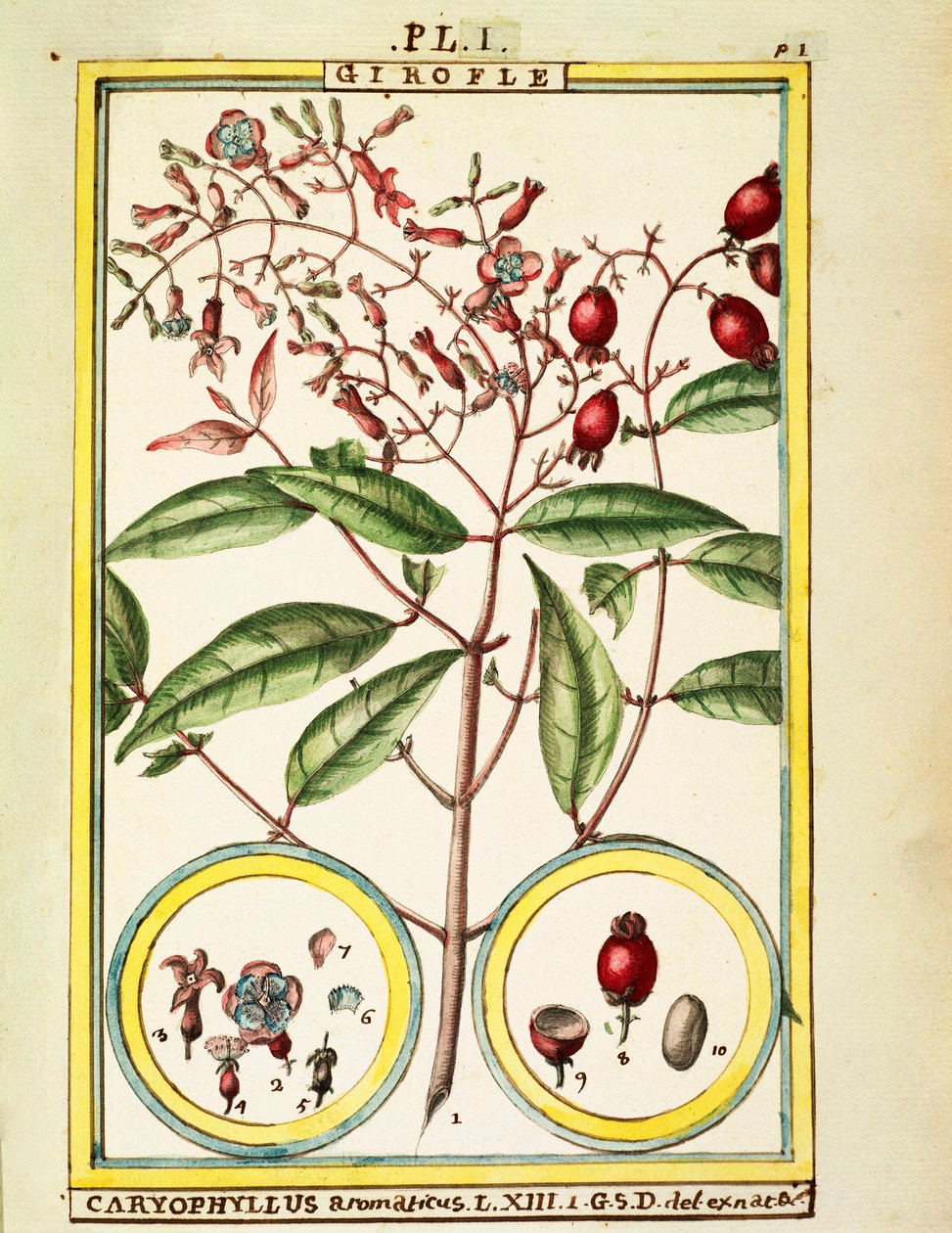 Neilikka (Caryophyllus Aromaticus), Delahayen akvarelli tekijältä Delahaye Delahaye