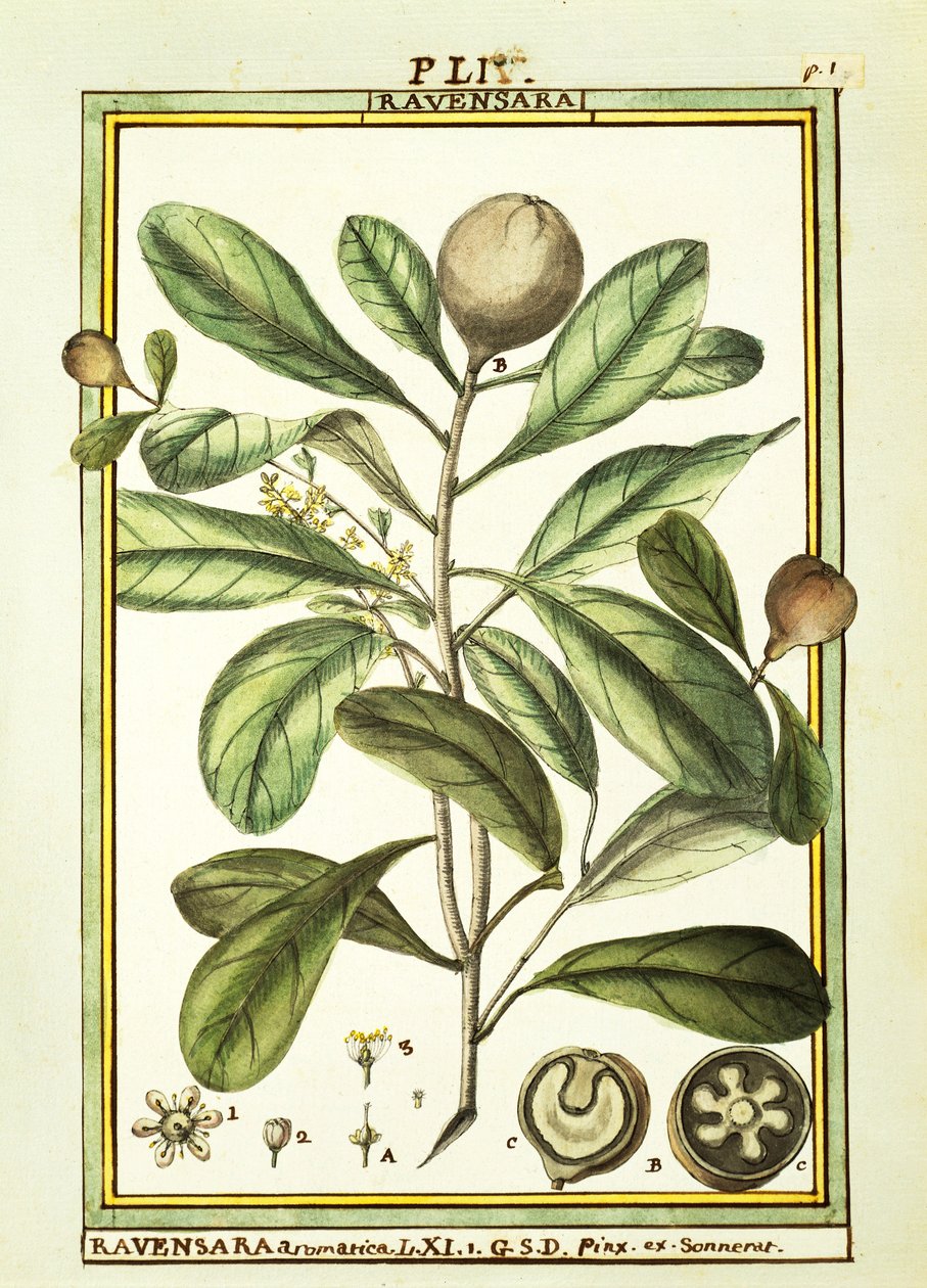 Cryptocarya Aromatica, akvarelli Delahaye tekijältä Delahaye Delahaye