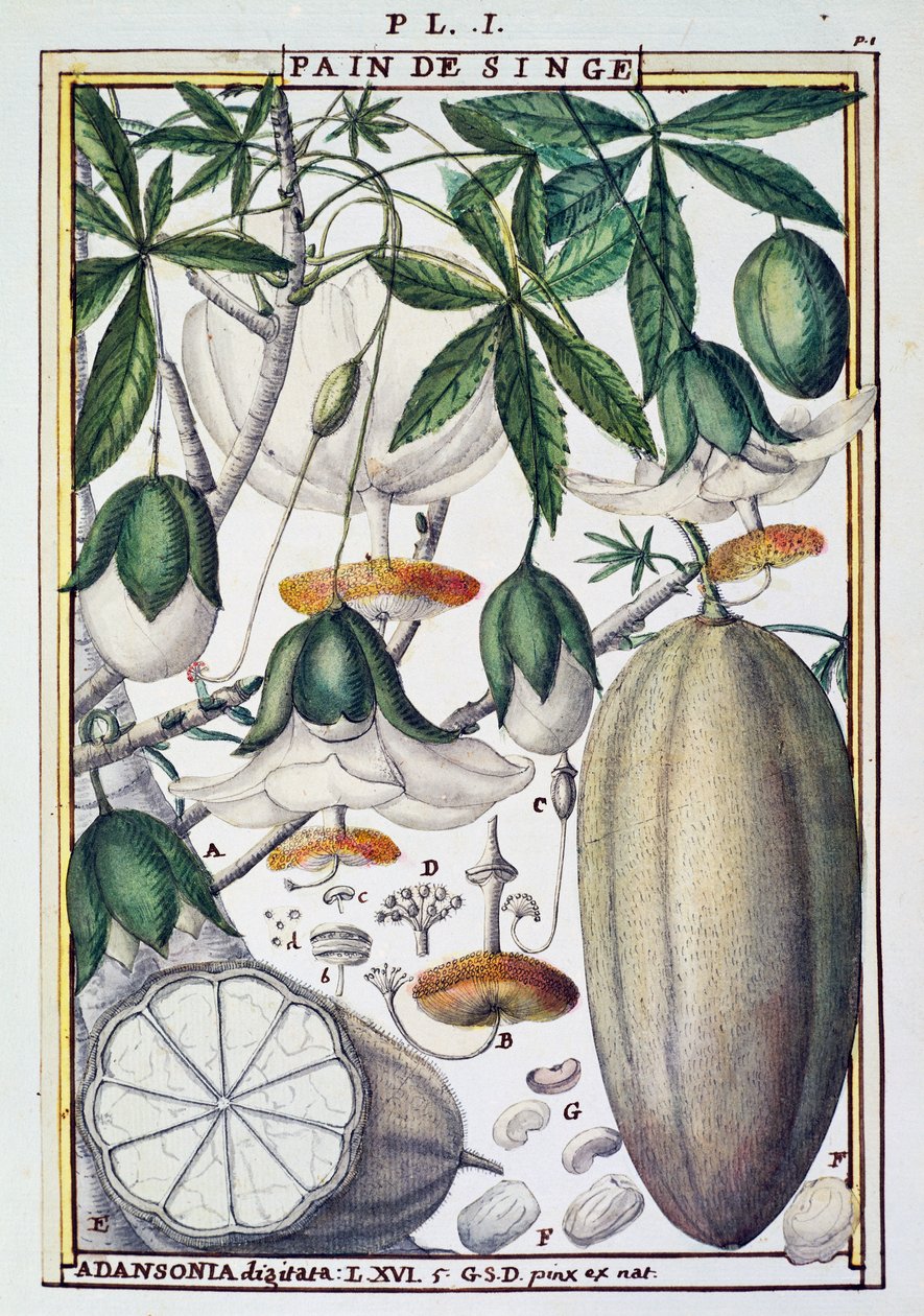 Delahayen baobabpuun (Adansonia digitata) hedelmät ja kukat, Florindie tai Historie physico-economic des Vegetaux de la Torride tekijältä Delahaye Delahaye