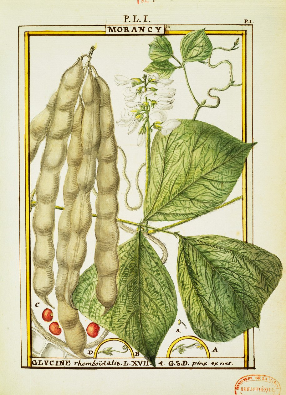 Glycine Rhomboidalis, akvarelli Delahaye tekijältä Delahaye Delahaye