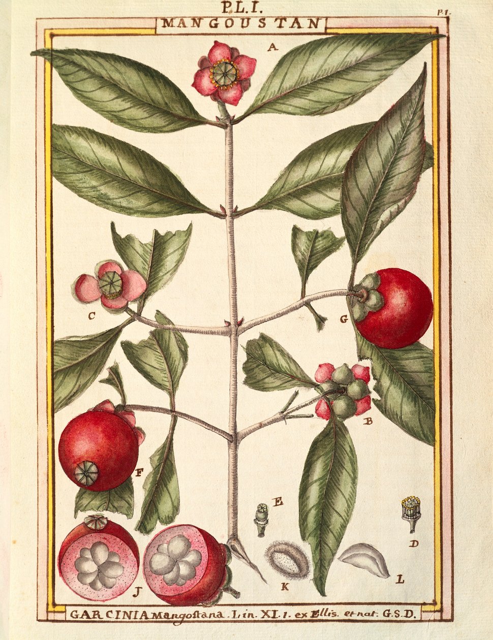 Mangosteen (Garcinia mangostana), Delahayen akvarelli tekijältä Delahaye Delahaye