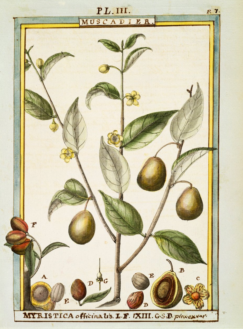 Muskottipähkinä (Myristica fragrans tai officinalis), Delahayen vesiväri tekijältä Delahaye Delahaye