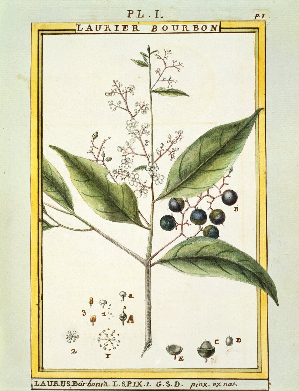 Red Bay Tree (Laurus borbonia tai Persea carolinensis), Delahayen akvarelli tekijältä Delahaye Delahaye