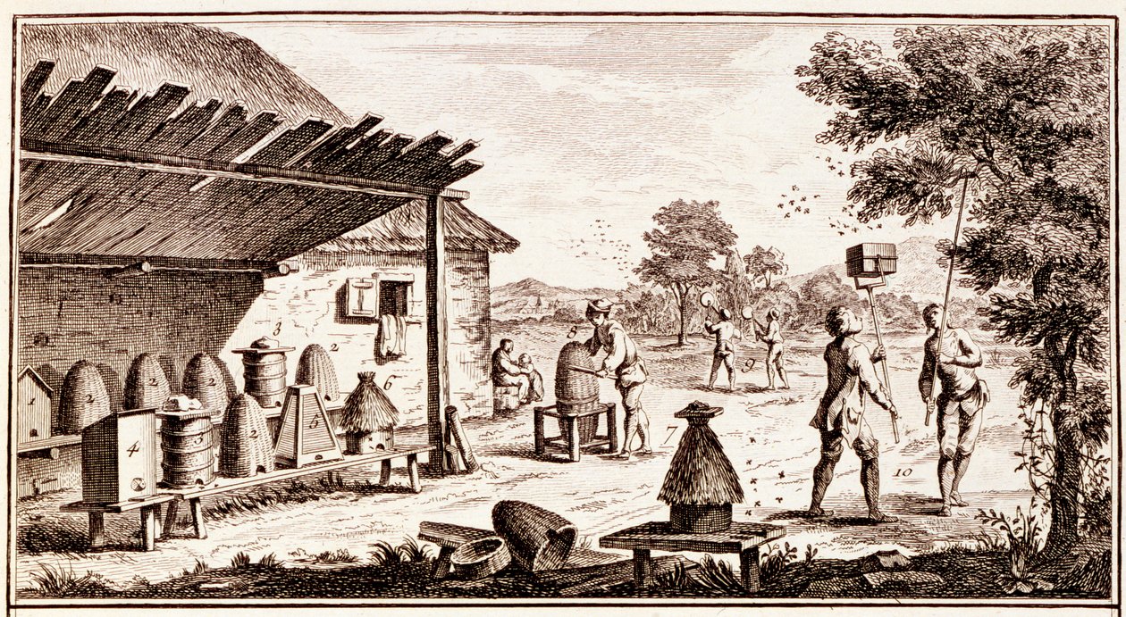 Mehiläishoito, tieteiden sanakirjasta, n. 1770 kaiverrus yksityiskohta numerosta 746836 tekijältä Denis Diderot