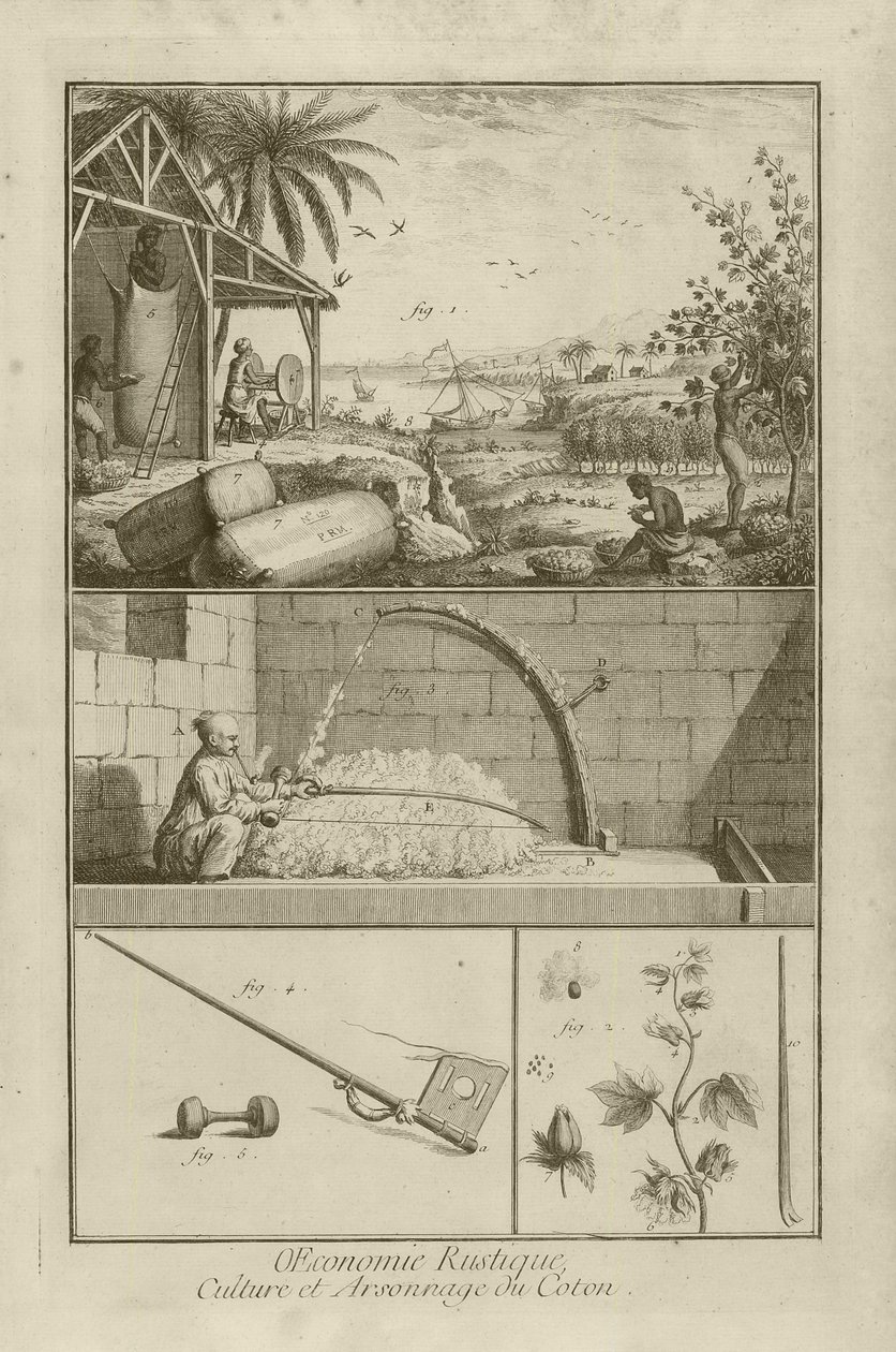 Puuvillapelto Amerikassa; Puinti jousella; puuvillakasvi (otsikko), 1762 tekijältä Denis Diderot