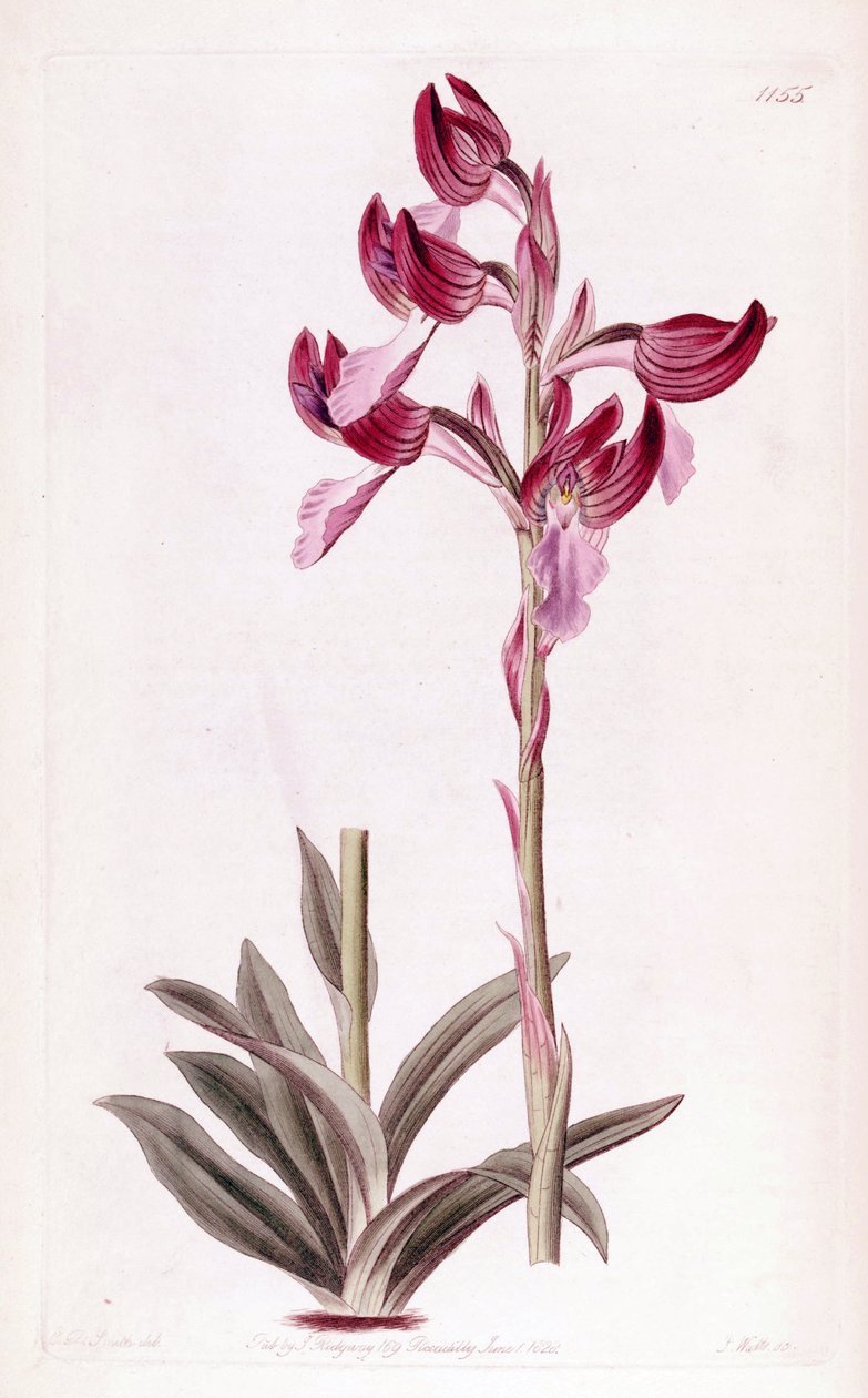 Kuva Anacamptis papilionaceasta tekijältä Designer