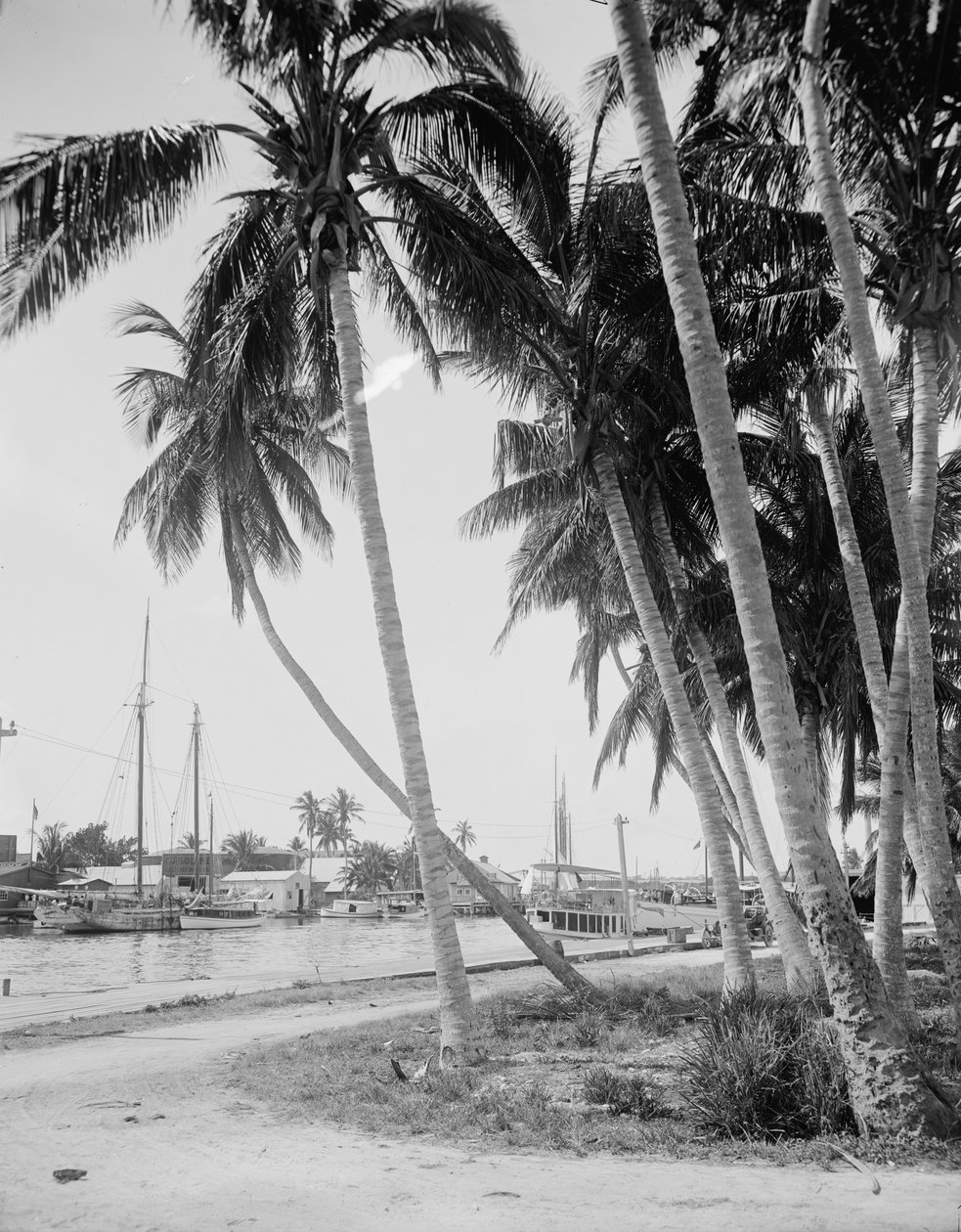 Kookospuut telakoilla, Miami, Florida, n. 1900-1915 tekijältä Detroit Publishing Co.