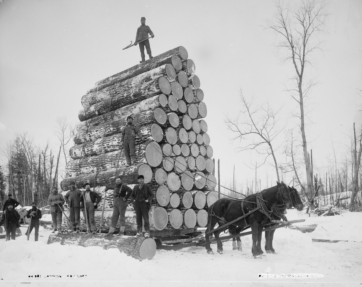 Suuren kuorman puunkorjuu, Michigan, n. 1880-1899 tekijältä Detroit Publishing Co.