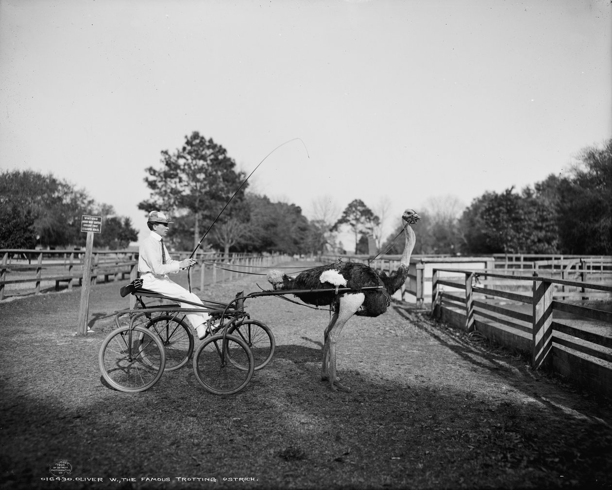 Oliver W., kuuluisa trotting strutsi, Florida Ostrich Farmilla, Jacksonville, 1903. tekijältä Detroit Publishing Co.
