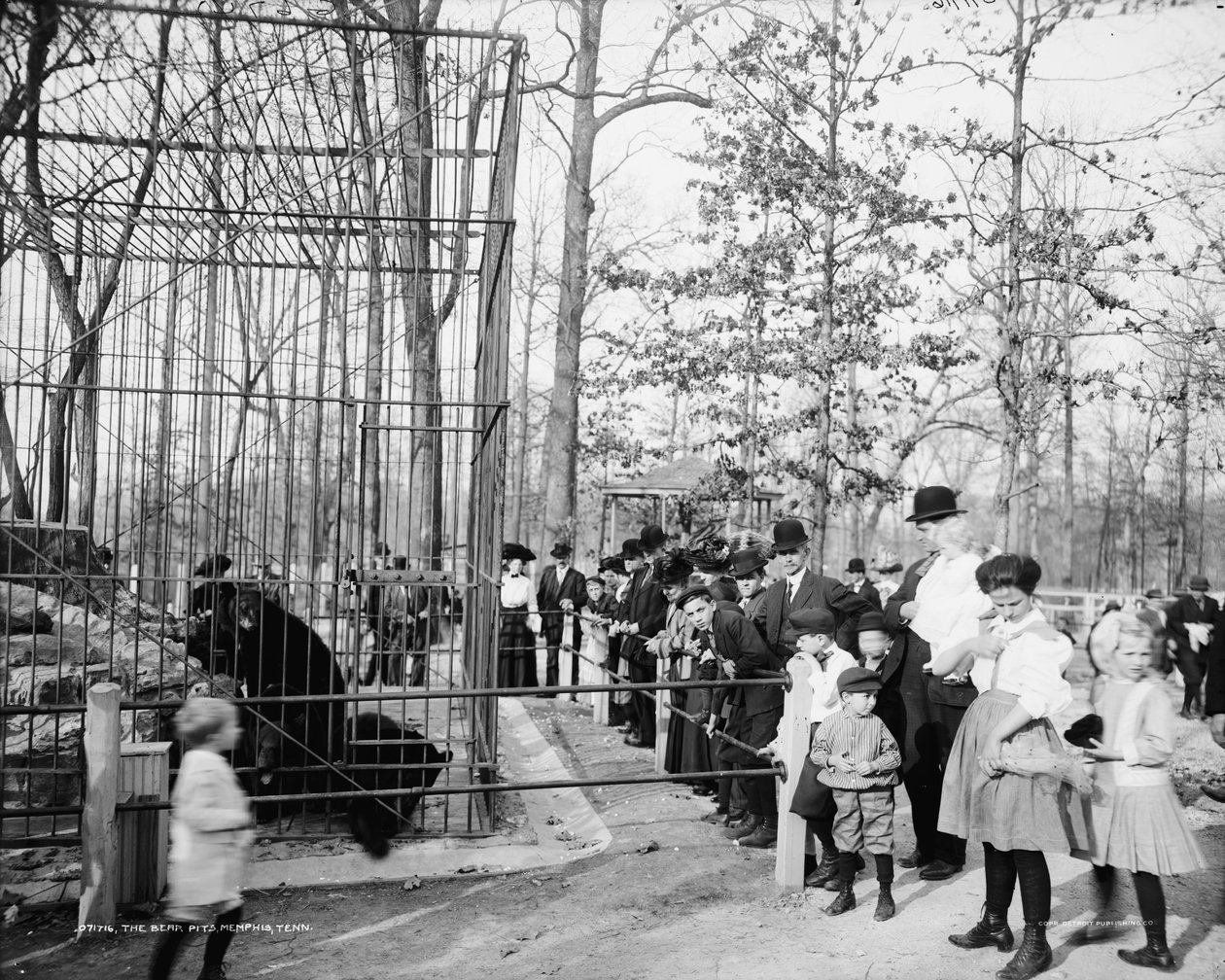 The Bear Pits, Memphis, Tennessee, n. 1900-20 tekijältä Detroit Publishing Co.