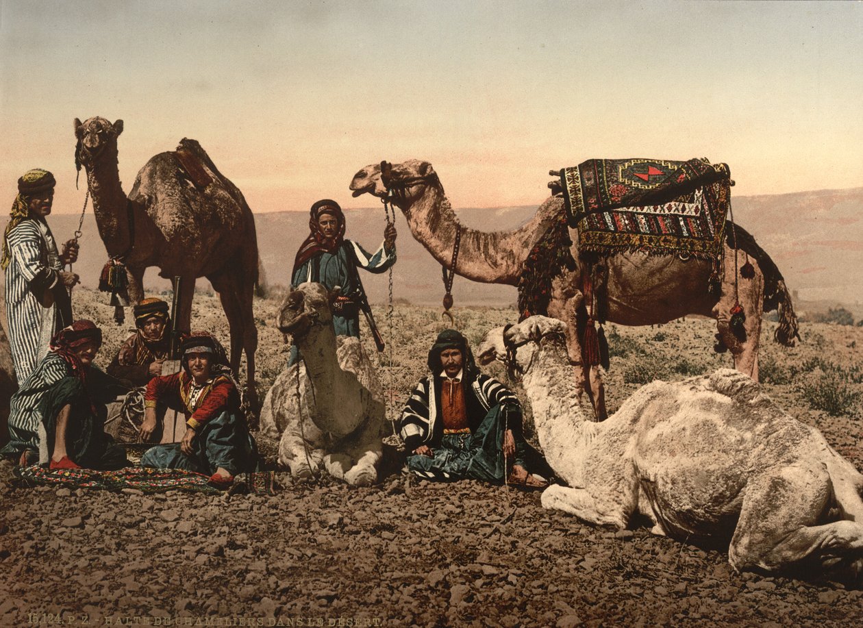 Kamelit pysähtyvät autiomaassa, Pyhä maa, n. 1890 (fotomekaaninen tuloste) tekijältä Detroit Photographic Co.