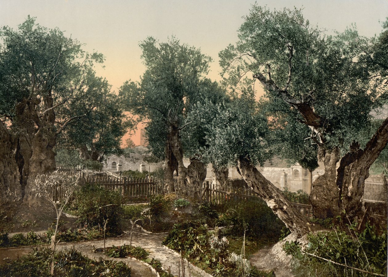 Getsemanen puutarha, Jerusalem, Pyhä maa, n. 1890 - n. 1900 (valokuvatulostus) tekijältä Detroit Photographic Co.