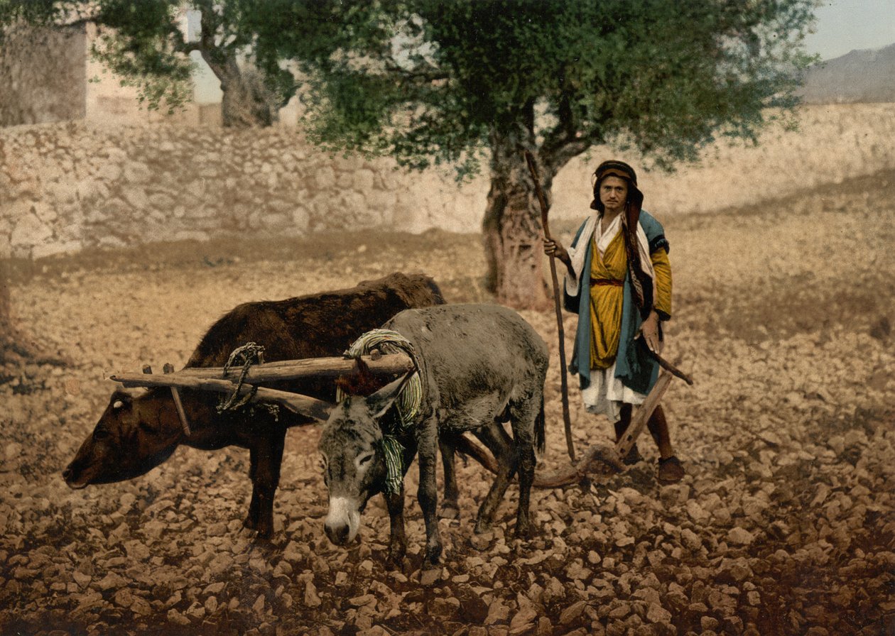 Palestiinalainen, joka työskentelee härän ja aasin parissa, Holy Land, n. 1890 - n. 1900 (valokuvatulostus) tekijältä Detroit Photographic Co.