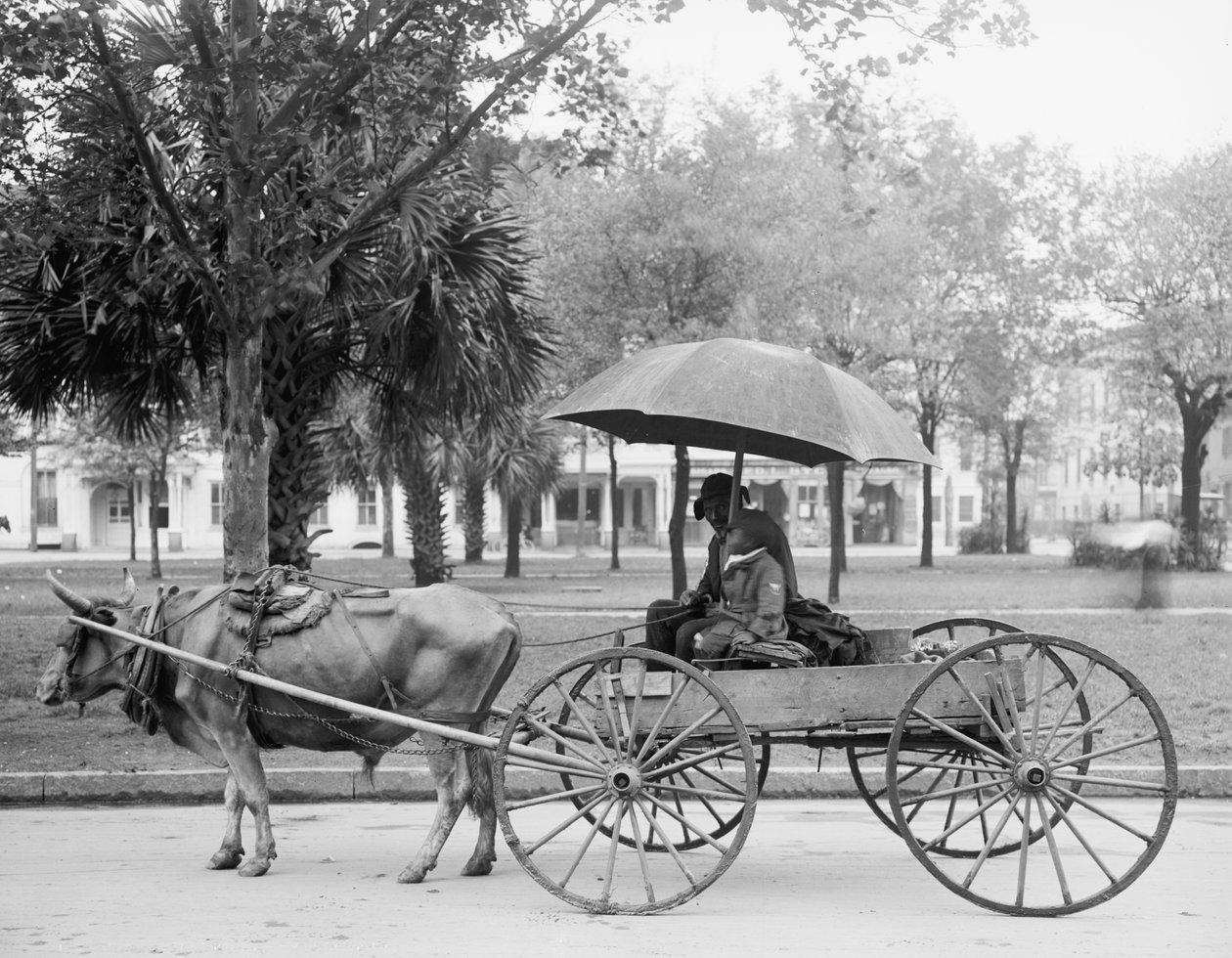 Bovinmobile Savannahissa, Georgiassa tekijältä Detroit Publishing Co.