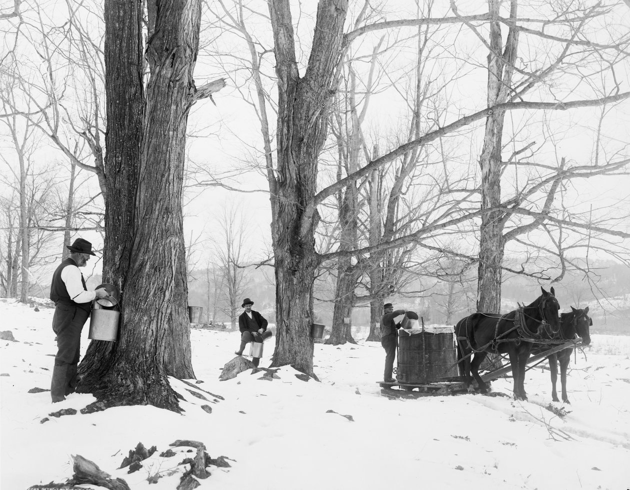 Kerää mehua Vermontin vaahterasokerileirillä tekijältä Detroit Publishing Co.