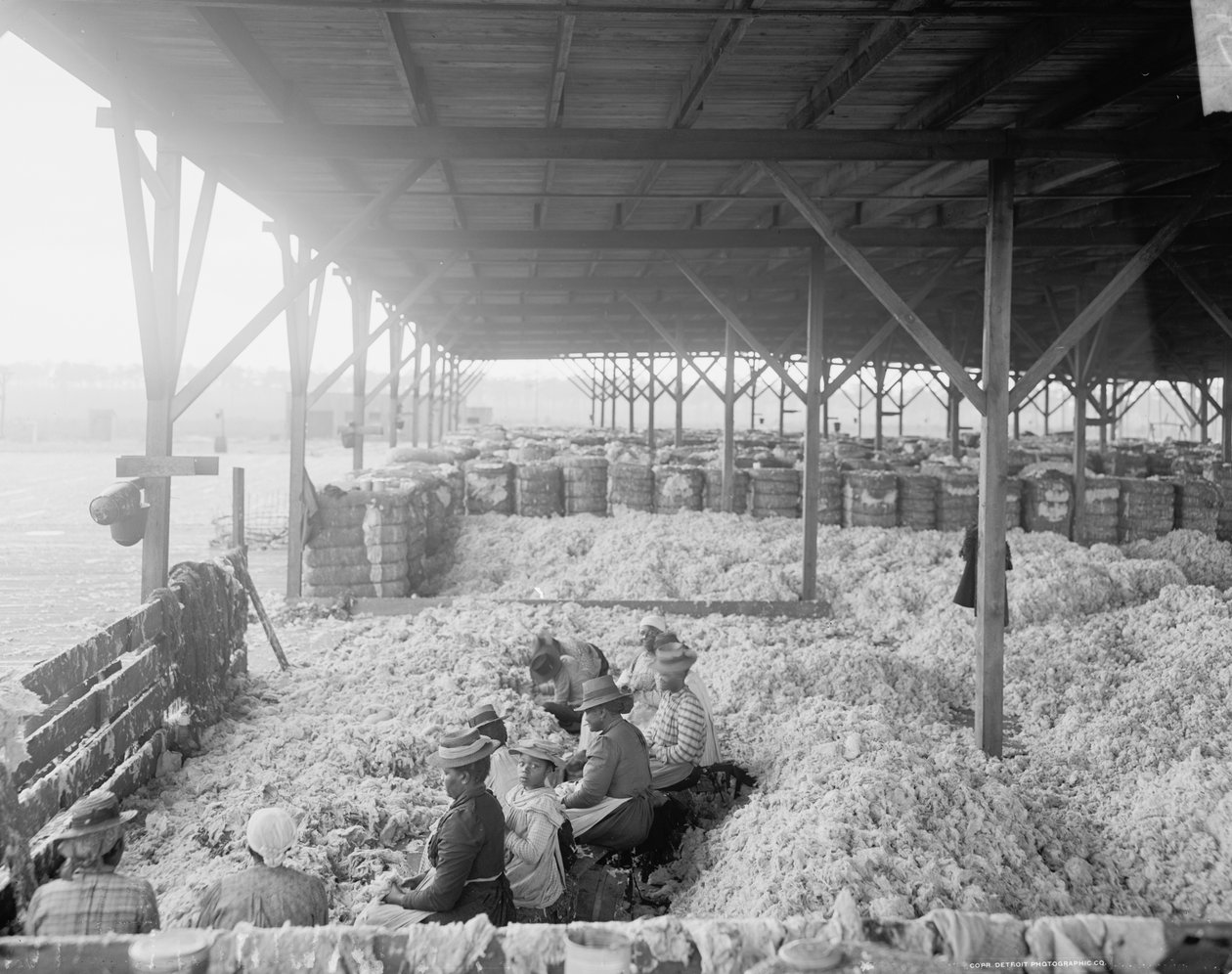 Puuvillan lajittelu Atlantic Cotton Compress Companylle, Pensacola, Florida tekijältä Detroit Publishing Co.