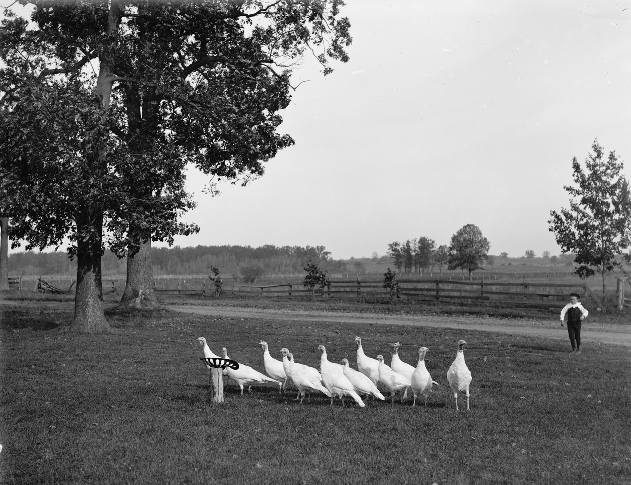 Valkoiset hollantilaiset kalkkunat, 1900 tekijältä Detroit Publishing Co.