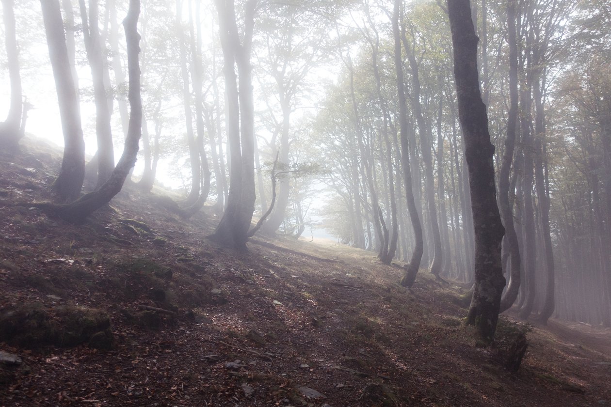 Camino a Roncesvalles, 2016 (digitaalinen valokuva) tekijältä Diego Beyro