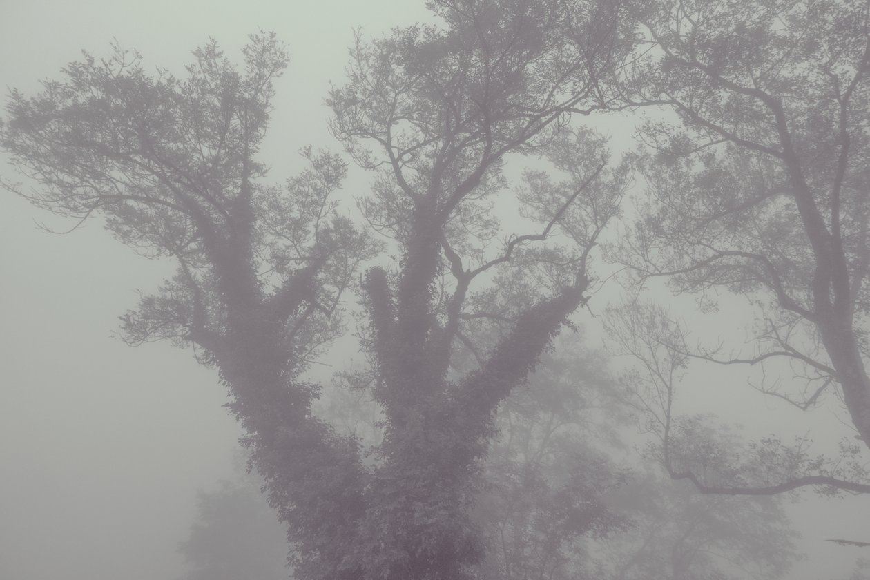 Puu takissa ja sumussa, 2016 (digitaalinen valokuva) tekijältä Diego Beyro