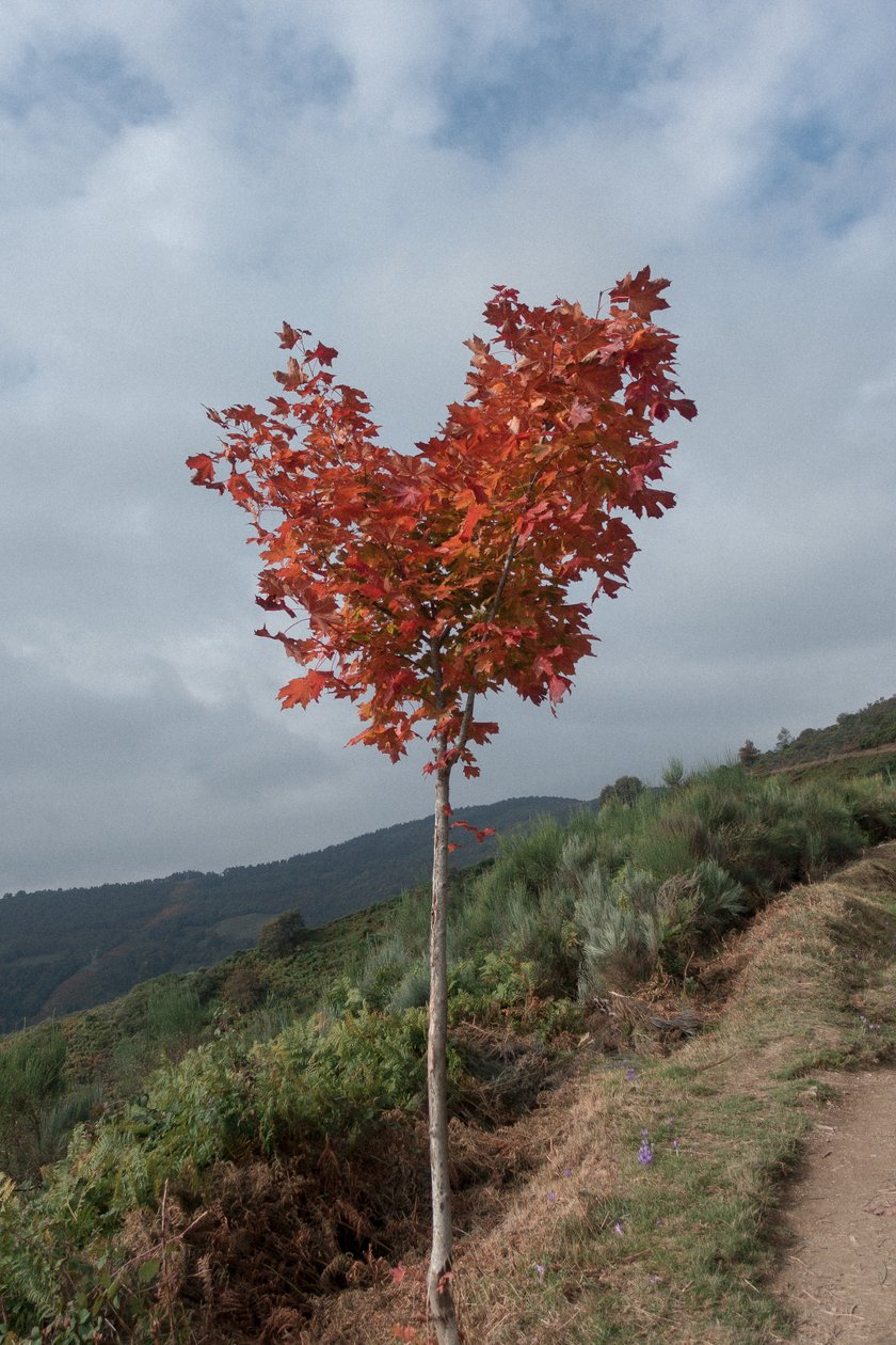 Sydänpuu, 2016 (digitaalinen valokuva) tekijältä Diego Beyro