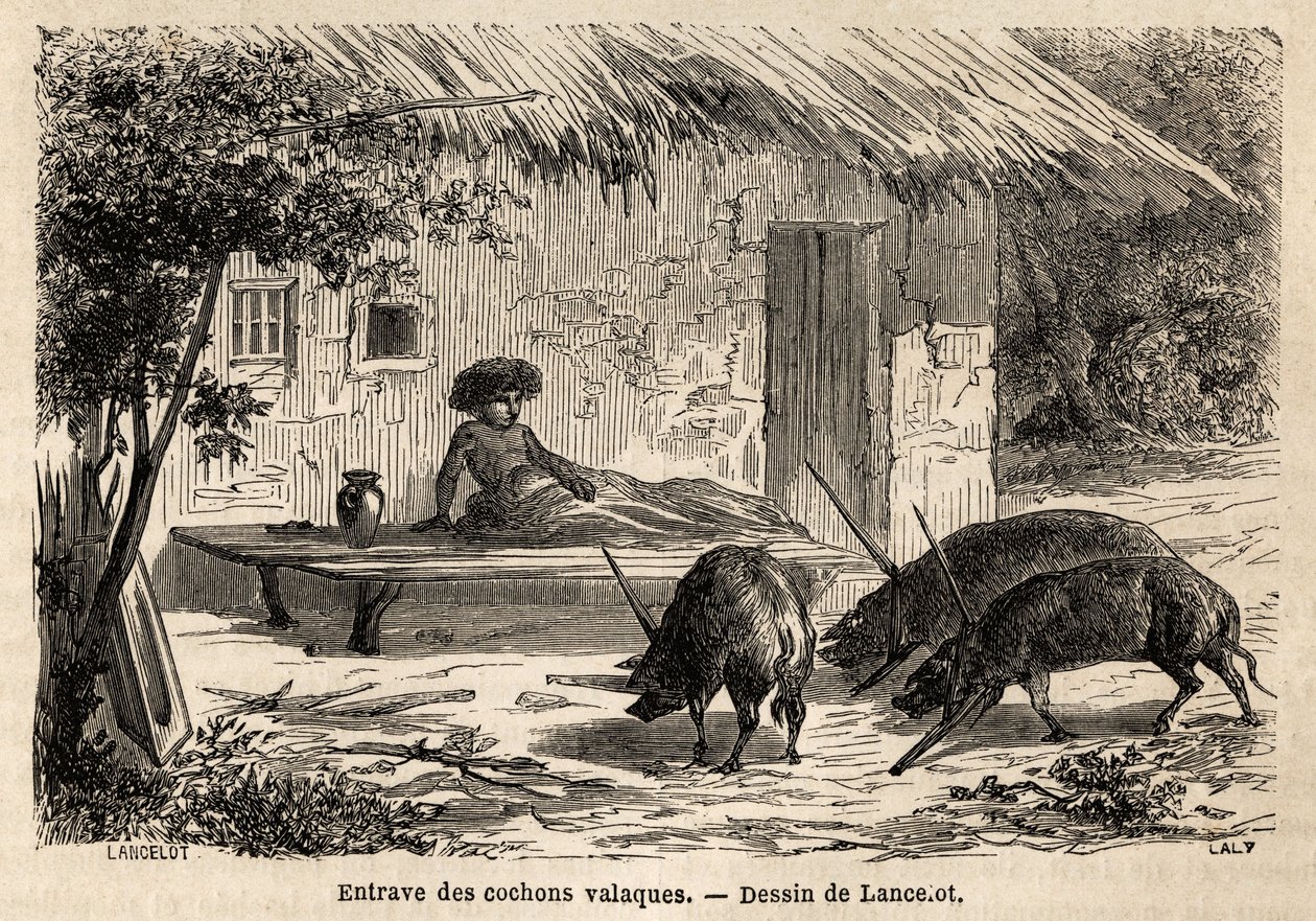 Valaque-sikojen etuosien tukkeumat, jotka on näin kiinnitetty, Romaniassa. Kaiverrus havainnollistamaan matkaa Pariisista Bukarestiin, valmistelija Lancelot, vuonna 1860, julkaistiin "Le tour du monde, nouveau journal des voyages" ohjauksessa tekijältä Dieudonne Auguste Lancelot