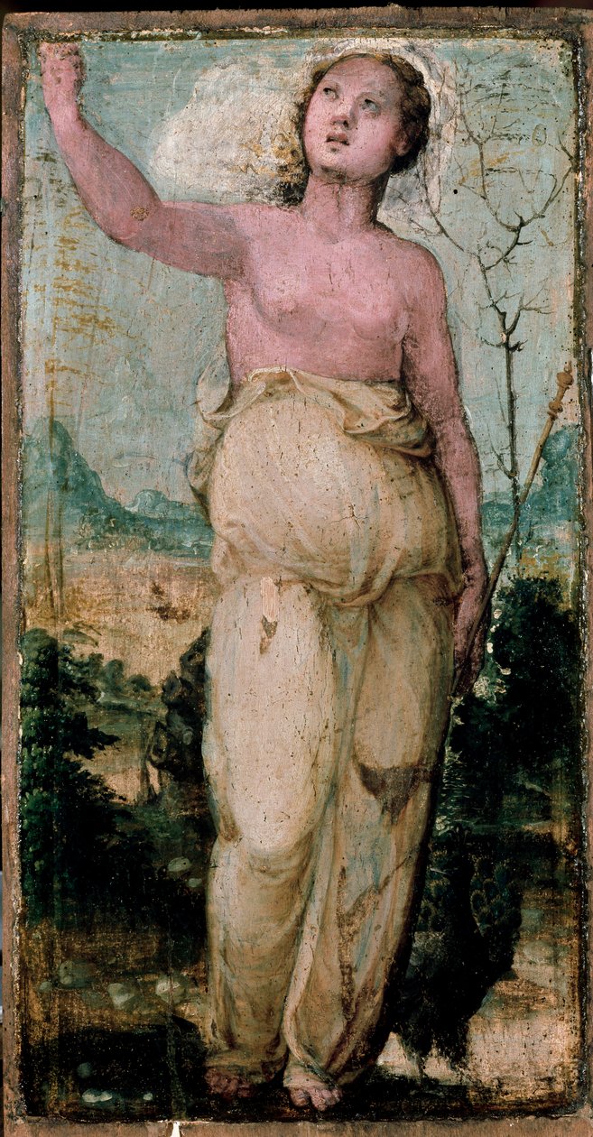 Naisen hahmo. Domenico Beccafumin (1486-1551) maalaus. Siena, konservatorio tekijältä Domenico Beccafumi