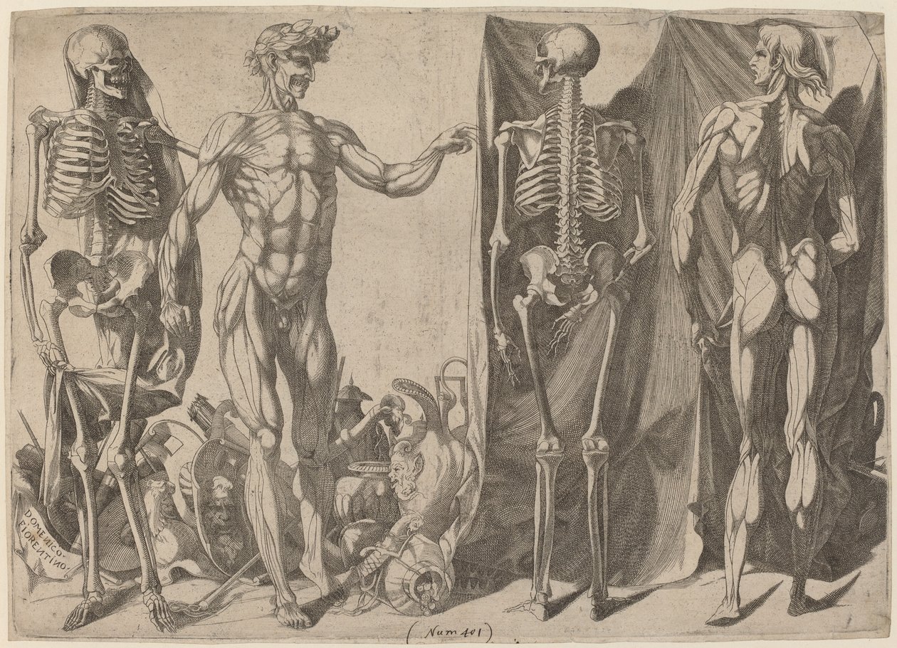 Skeletons and Flayed, c. 1540-1545. tekijältä Domenico del Barbiere