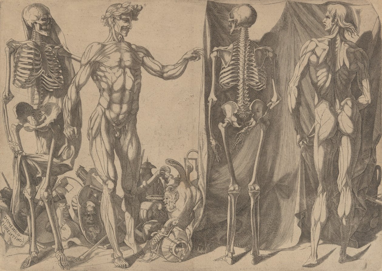 Kaksi nyljettyä miestä ja heidän luurankonsa, n. 1540-45. tekijältä Domenico del Barbiere