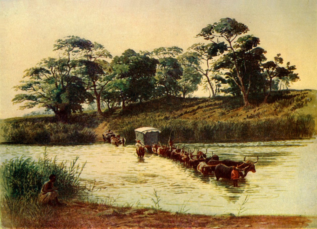 "Bullock Waggon Crossing a Drift on the Drift on the Umbelois River-Swaziland", 1902. tekijältä Donald McCracken