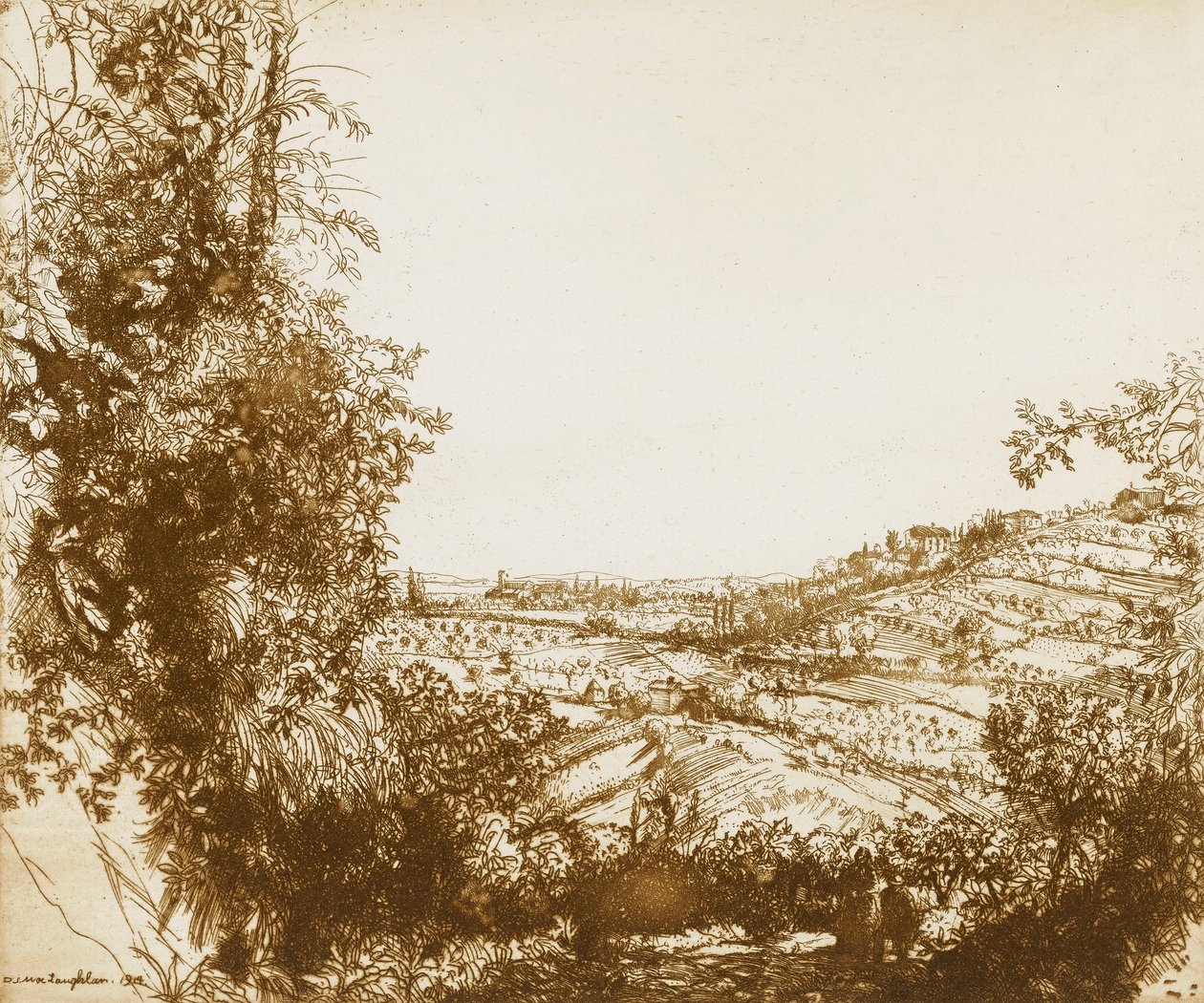 Olive Groves tekijältä Donald Shaw MacLaughlan