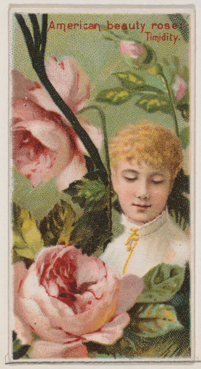 American Beauty Rose: Timidity, sarjasta Floral Beauties and Language of Flowers N..., 1892. tekijältä Donaldson Brothers