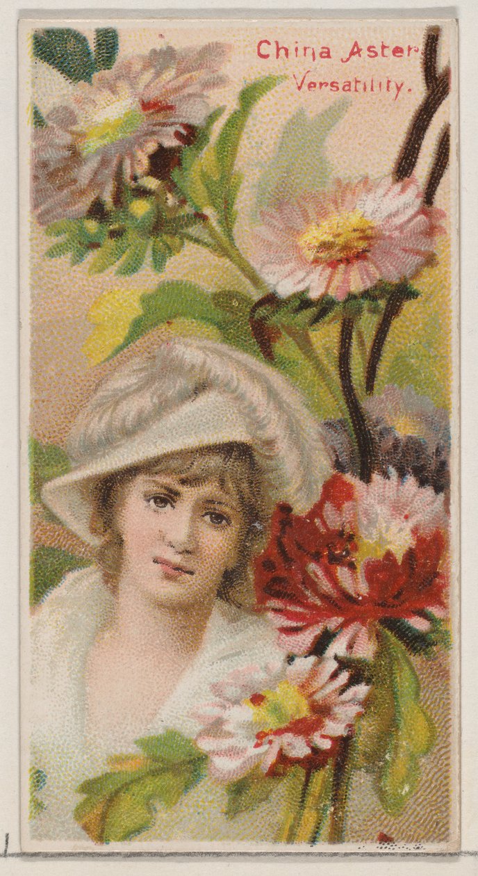 China Aster: Monipuolisuus, sarjasta Floral Beauties and Language of Flowers N75 fo..., 1892. tekijältä Donaldson Brothers