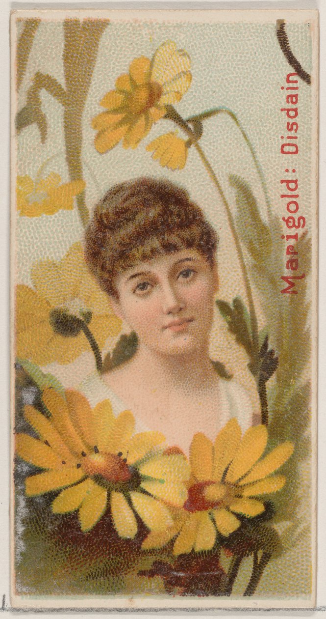 Marigold: Disdain, sarjasta Floral Beauties and Language of Flowers N75 Duke ..., 1892. tekijältä Donaldson Brothers