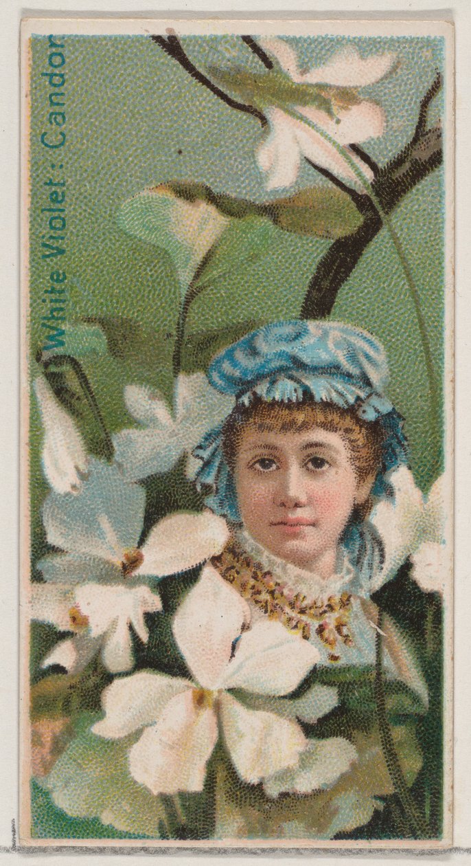 White Violet: Candor, sarjasta Floral Beauties and Language of Flowers N75 for Du..., 1892. tekijältä Donaldson Brothers