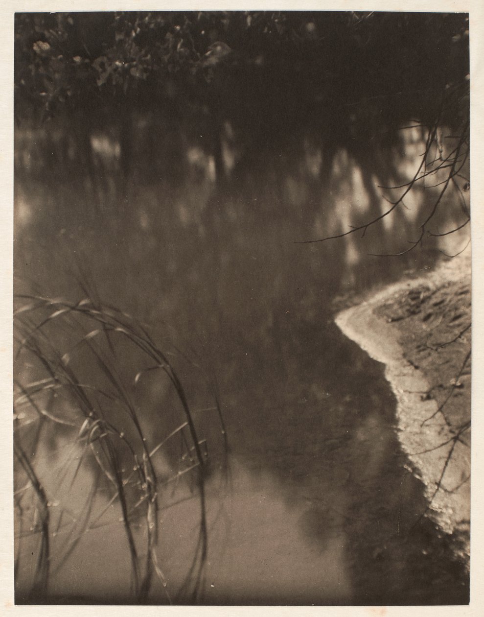 Tutkimus veteen heijastuneista puista, n.1925-34 (platinavedos). tekijältä Doris Ulmann