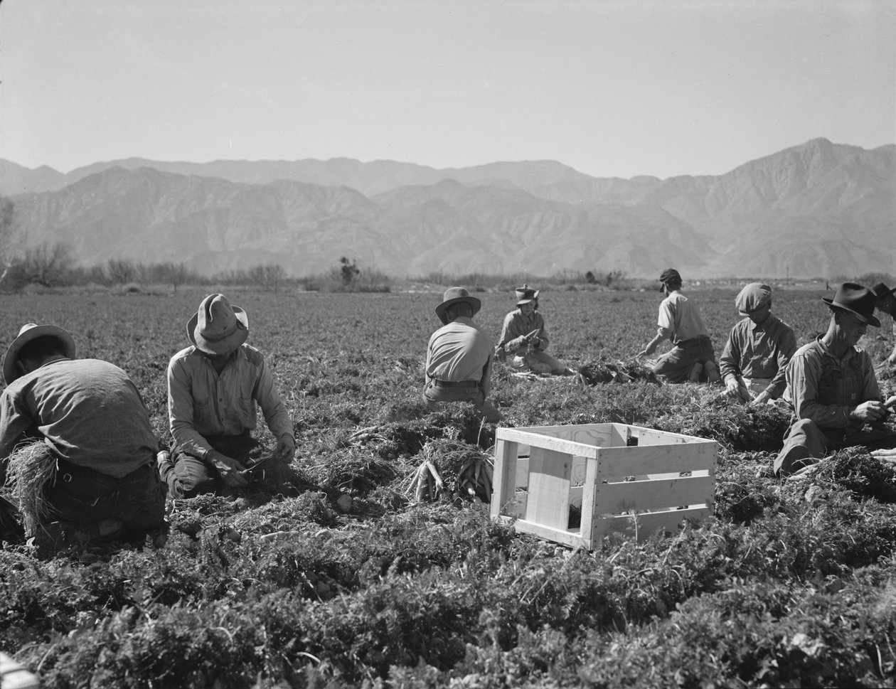 Porkkanan vetäjät Texasista, Oklahomasta, Missourista, Arkansasista ja Meksikosta, Kaliforniasta. tekijältä Dorothea Lange