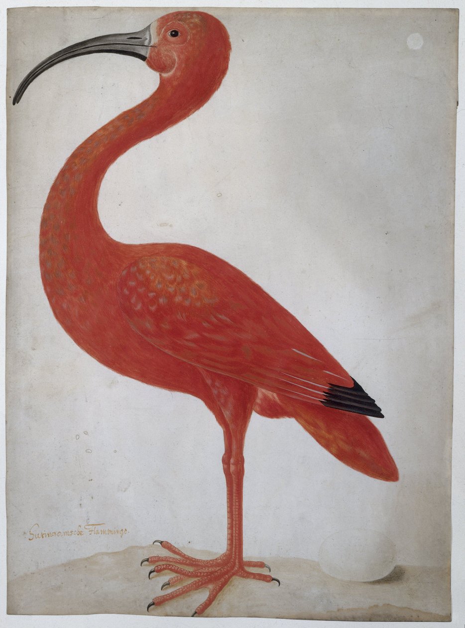 Scarlet Ibis munalla tekijältä Dorothea Maria Gsell