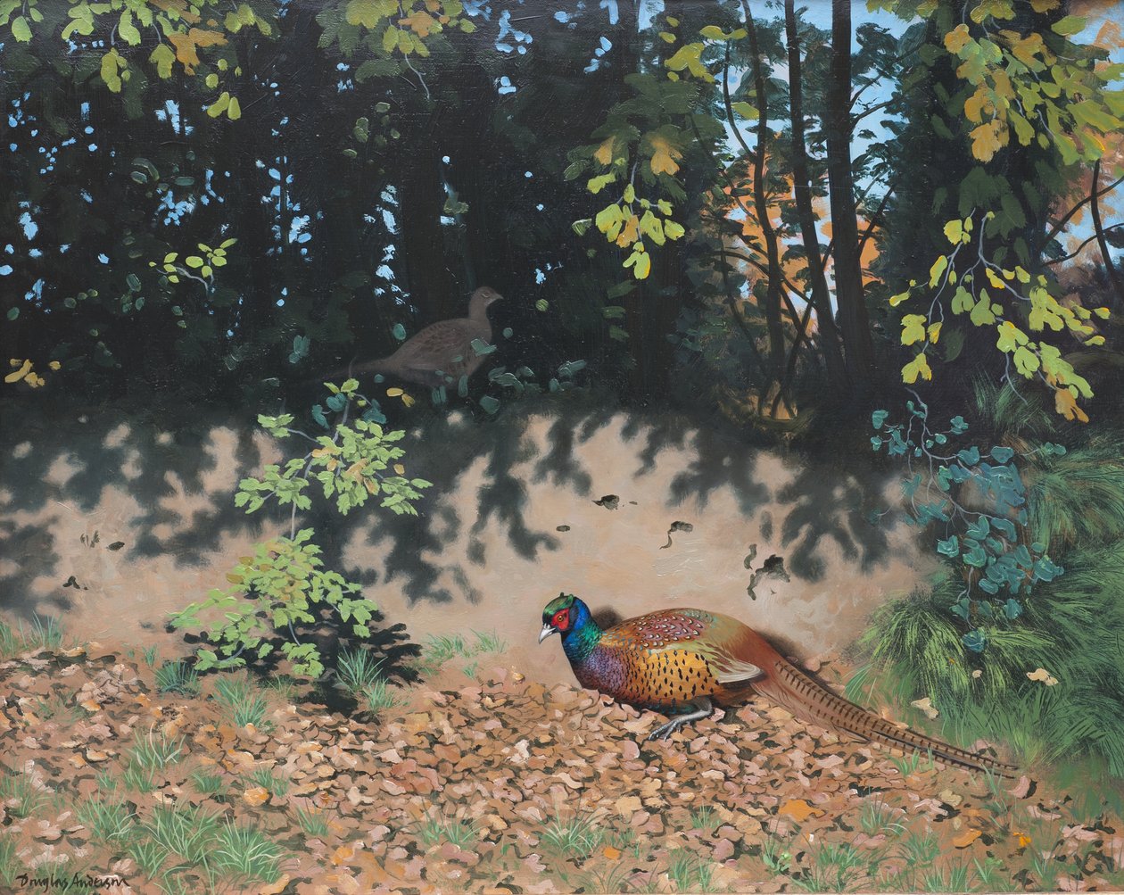 Fasaani pölyttymässä syksyn auringossa, 2000 (öljy kartongille) tekijältä Douglas Anderson