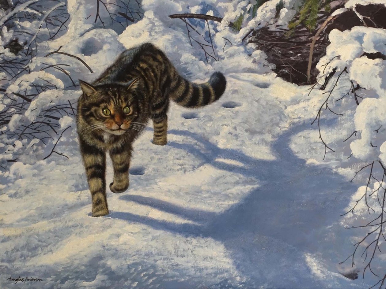 Skotlantilainen villikissa (öljy kankaalle) tekijältä Douglas Anderson