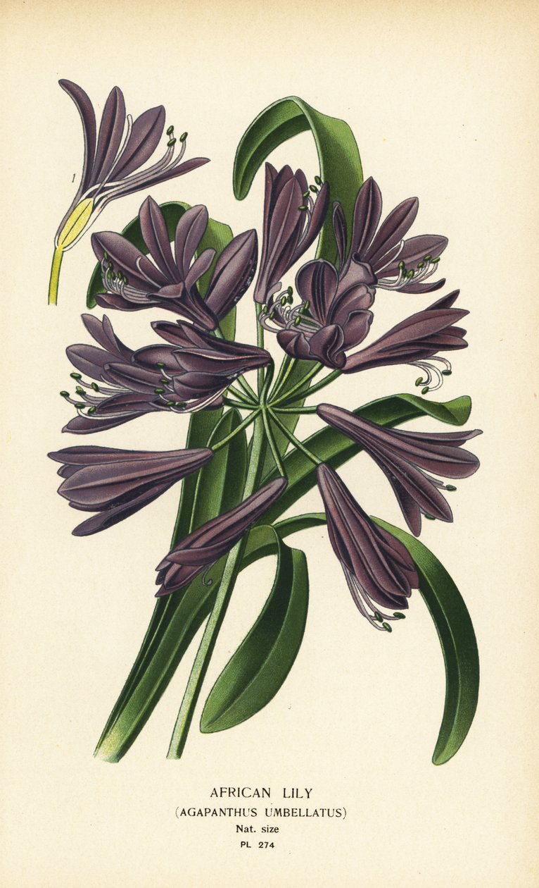 Afrikkalainen lilja, Agapanthus africanus (Agapanthus umbellatus). Kromolitografia Desire Bois