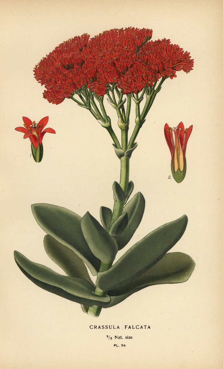 Lentokonekasvi, Crassula perfoliata var. leuka. tekijältä Désiré Georges Jean Marie Bois