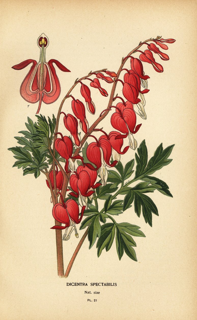 Aasialainen verenvuoto sydän, Lamprocapnos spectabilis. tekijältä Désiré Georges Jean Marie Bois