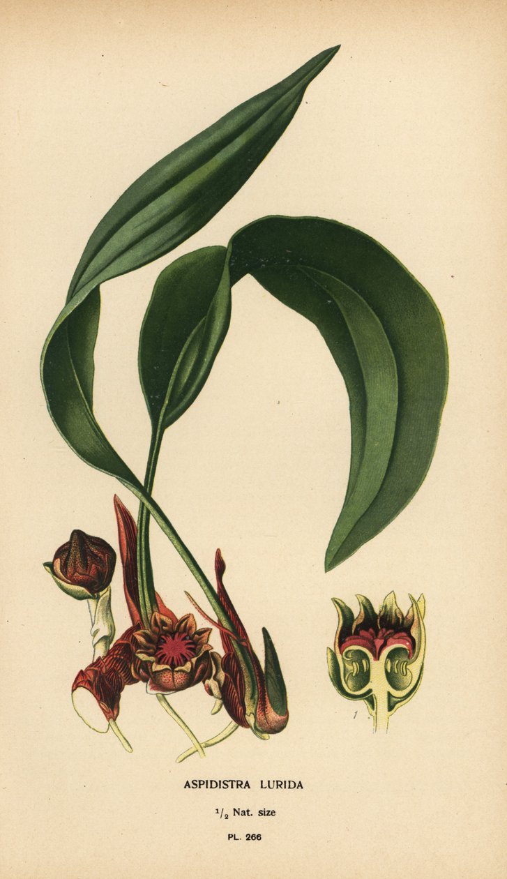 Aspidistra lurida. Kromolitografia Desire Bois